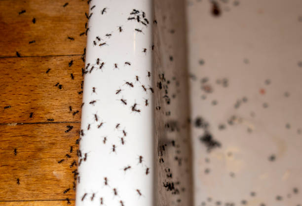 Best Termite Control Services  in Lmyra, PA