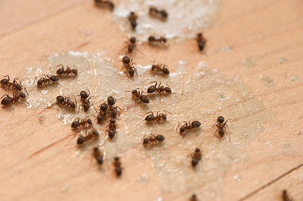 Professional Pest Control in Palmyra, PA