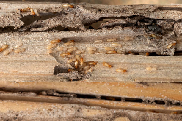 Best Pest Inspection Near Me  in Lmyra, PA